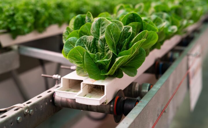 Laitue en agriculture en environnement contrôlé