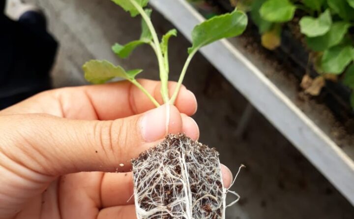 transplantation de légumes