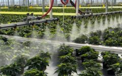 Irrigation
