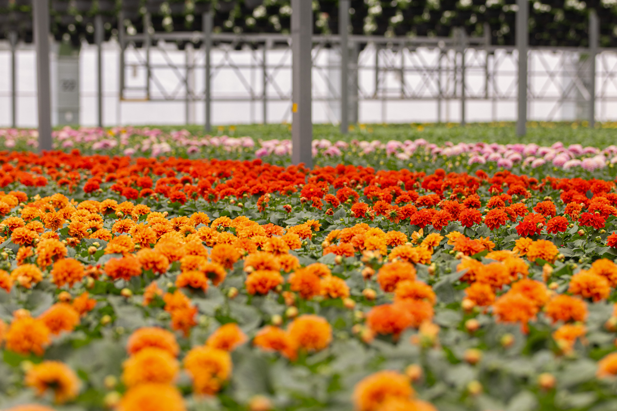 Greenhouse - Frankarl